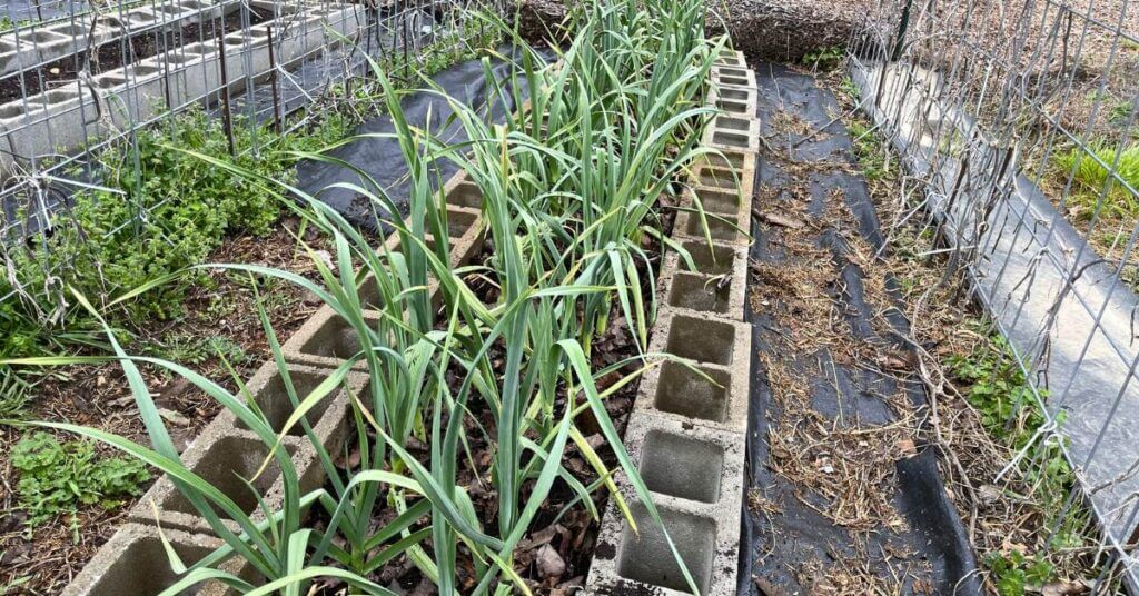 how to fertilize garlic