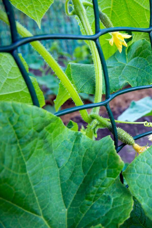 garden netting trellis for cucumbers
