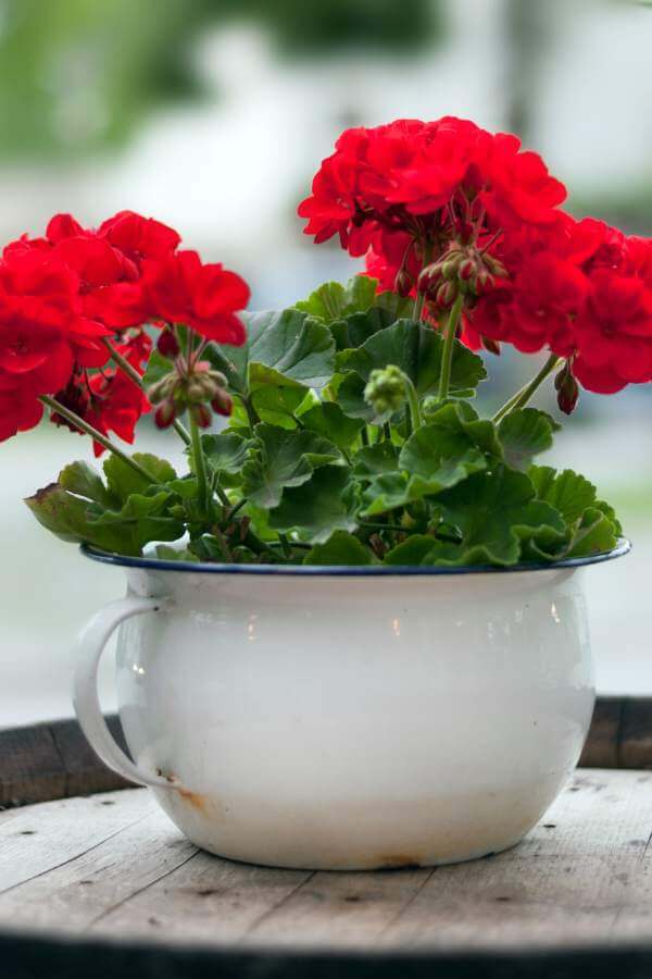 geraniums in a container