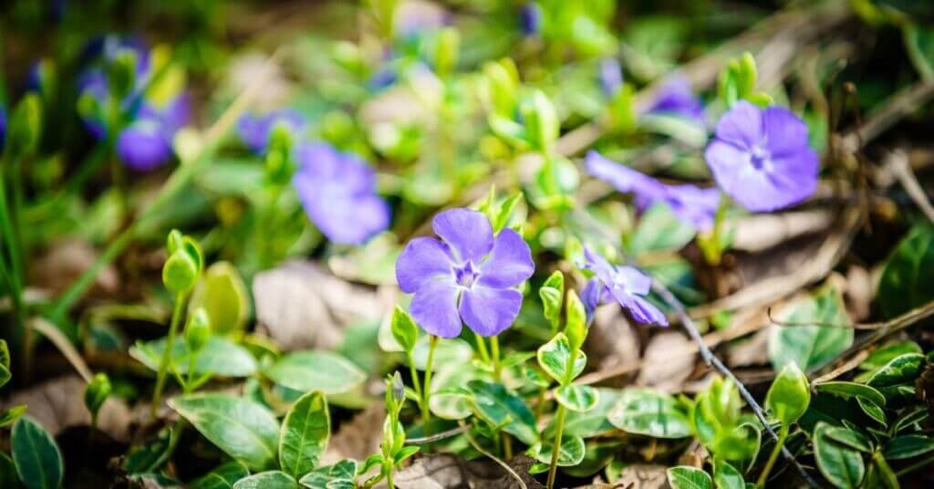 ground cover for gardens