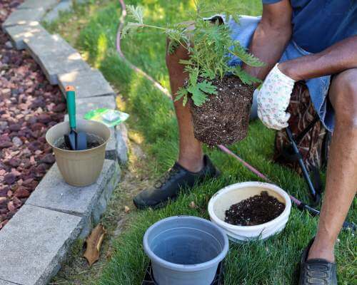 man planting citronella