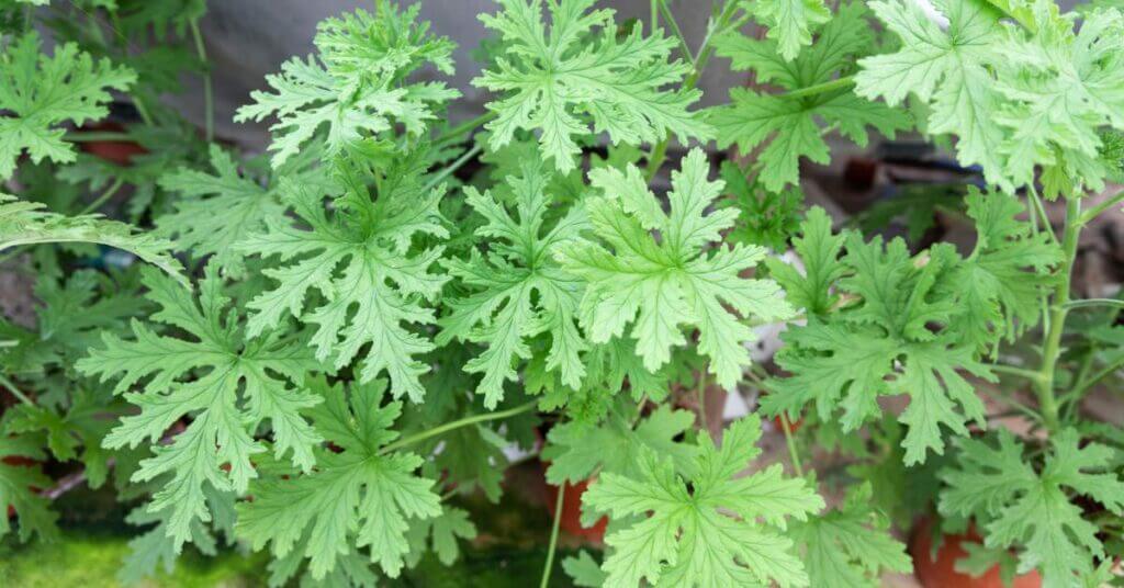 a citronella plant