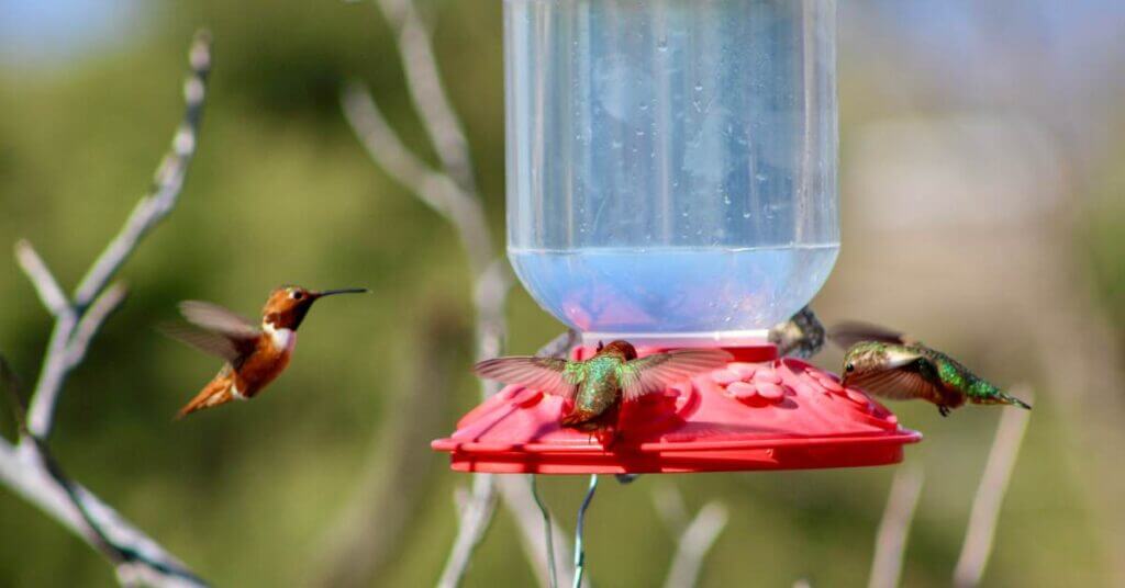 hummingbirds getting nectar out of feeder