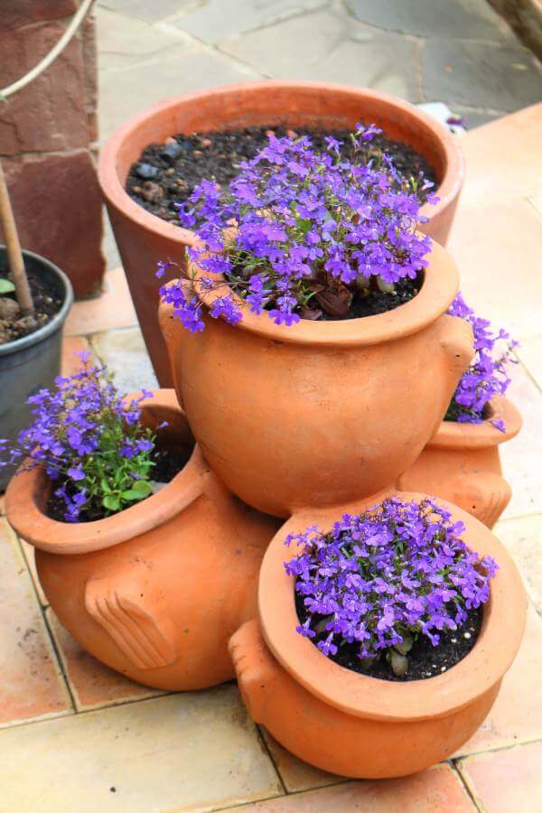 lobelias flower pot