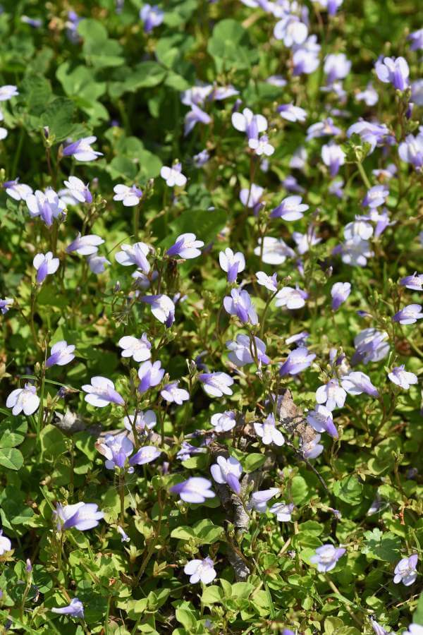 mazus ground cover