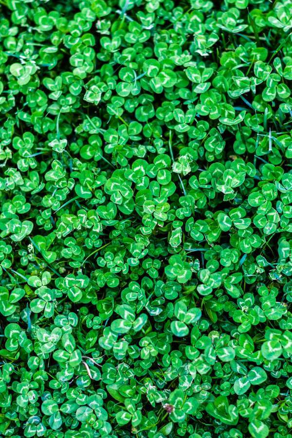 mini clover garden path