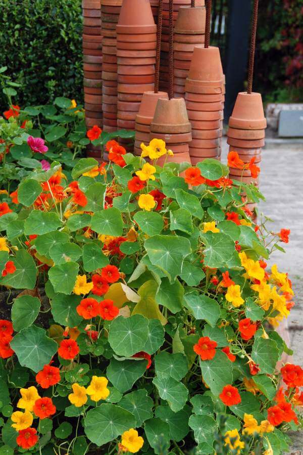 nasturtiums