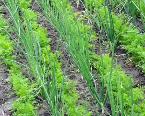 companion planting onions and carrots