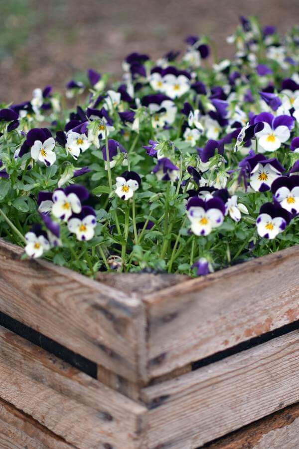 pansies in container garden