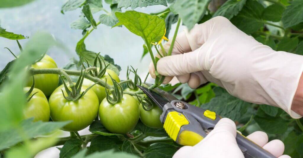 pruning tomatoes