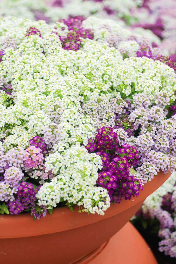sweet alyssum growing in a container