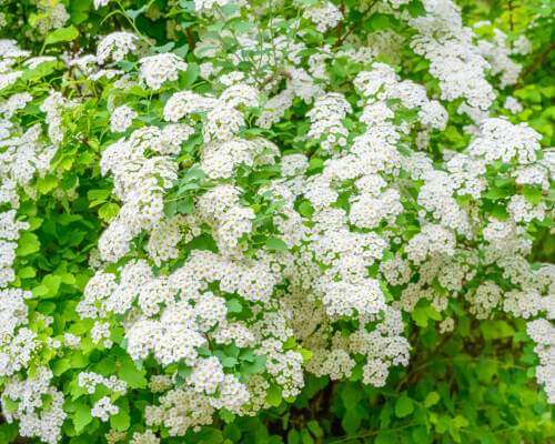 sweet alyssum