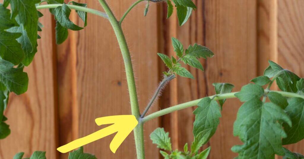 tomato sucker