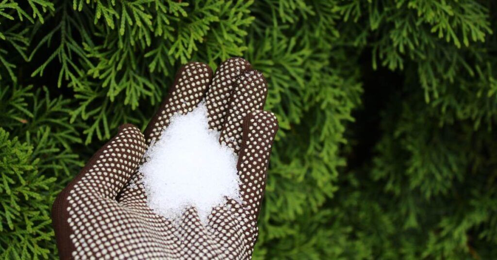 epsom salt