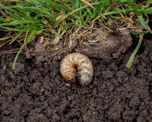 cutworm