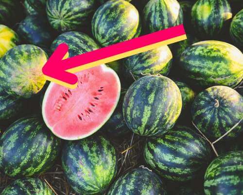 field spot on a watermelon