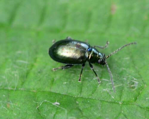 flea beetles