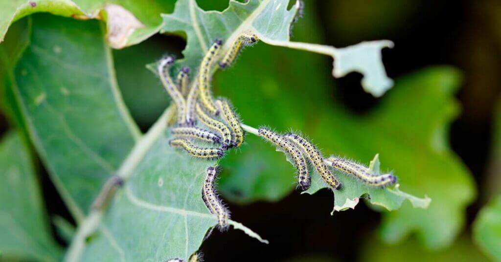 garden pests