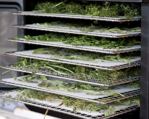 herbs on dehydrator trays