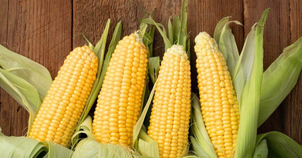 freezing corn on the cob