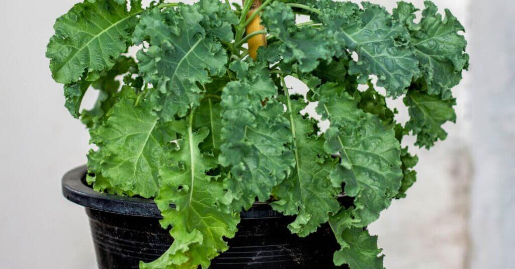 fall kale growing in a container