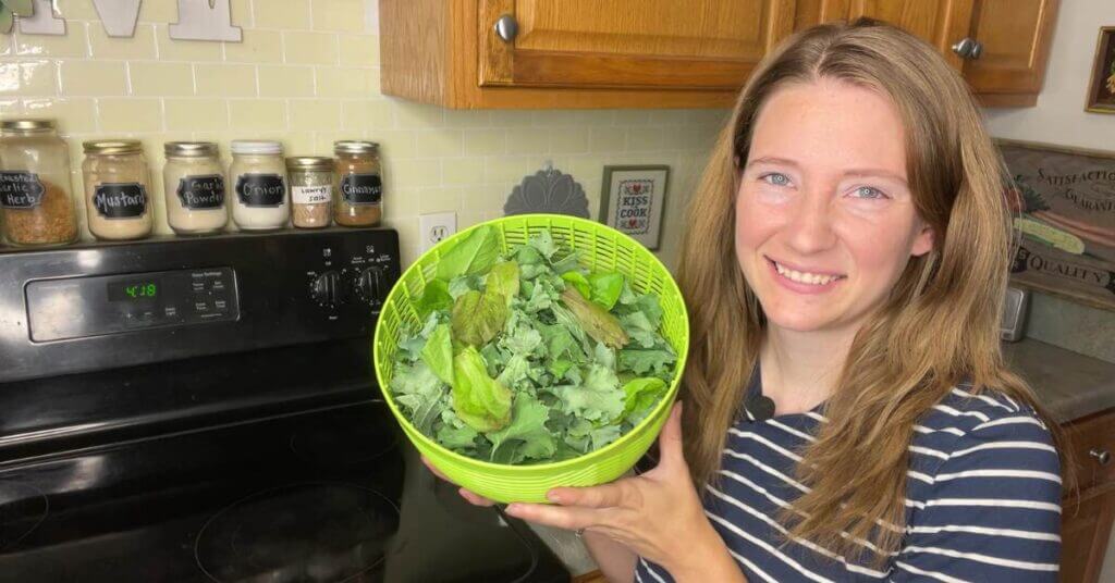 fresh lettuce