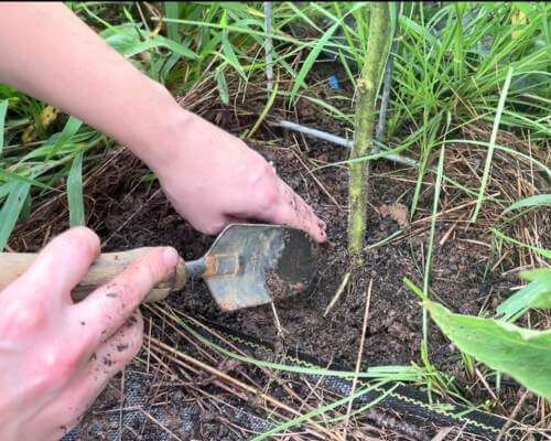 chopping tomato roots to force ripening