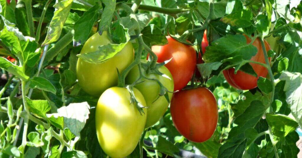 how to vine ripen tomatoes