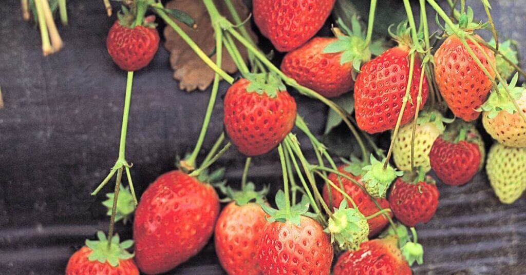 strawberries-hanging-from-a-diy-strawberry-tower