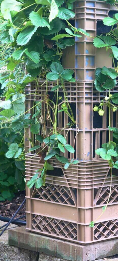 strawberry tower made with milk crates