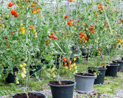 tomatoes growing in buckets