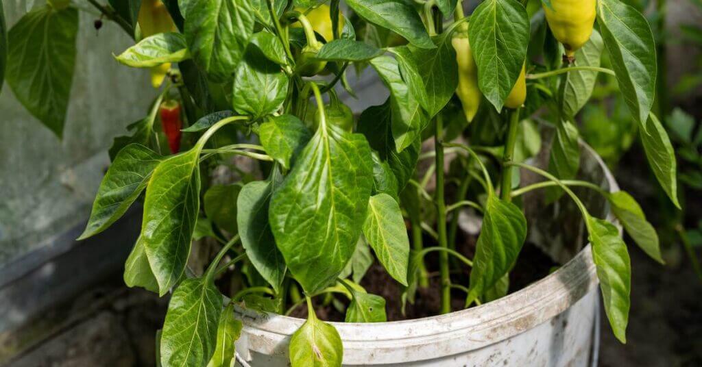 vegetables-growing-in-5-gallon-bucket