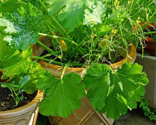 zucchini-growing-in-buckets