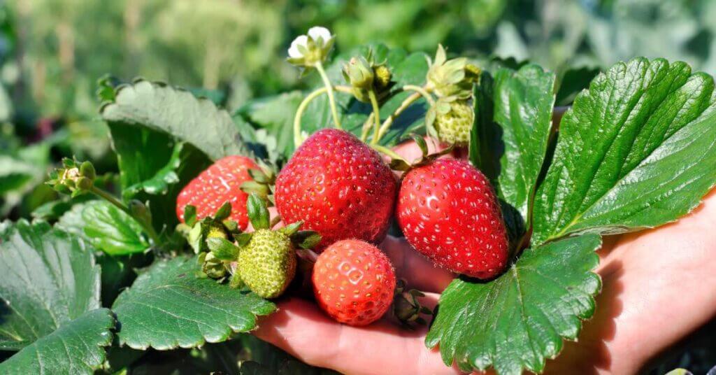 big-sweet-strawberries-still-growing