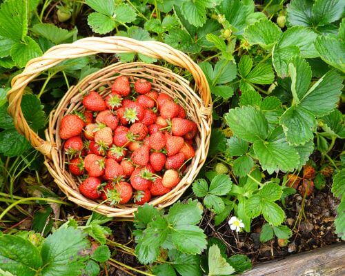 a basket of freshly harvested strawberries in a garden