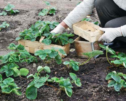 planting strawberries