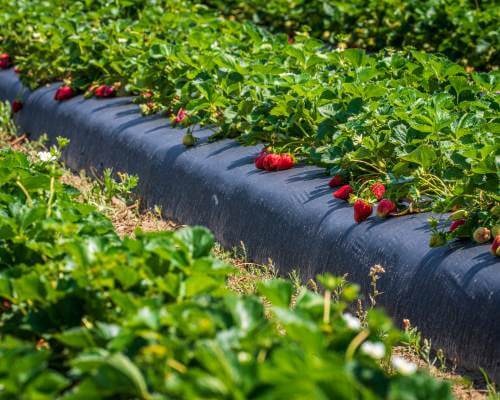 strawberry plants in raised rows