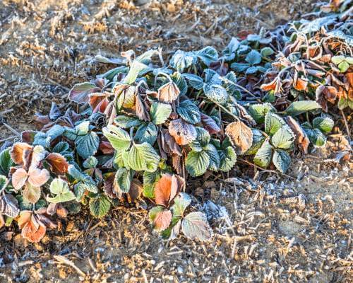 frost-damaged strawberry plants