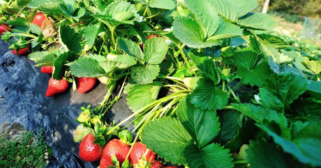 strawberry-gardening-mistakes
