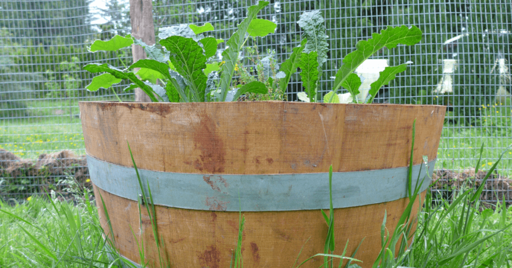 circular raised bed layout