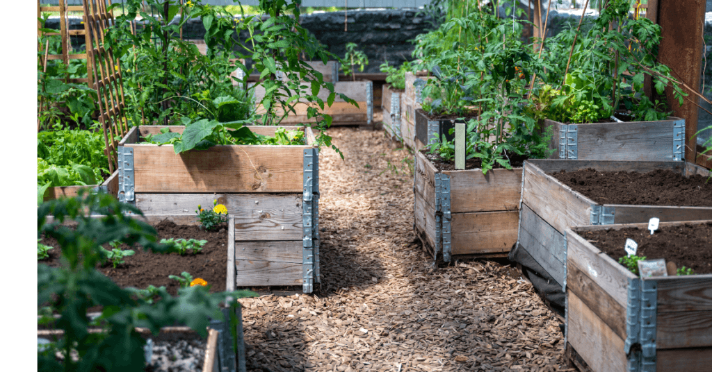 staggered raised bed layout