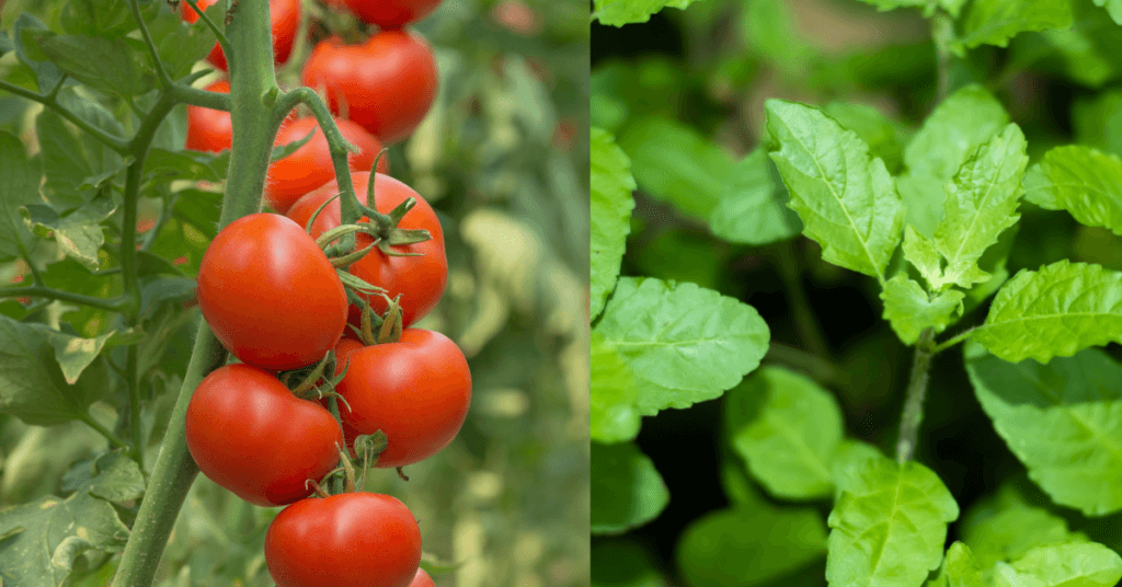 tomato and basil companion planting layout