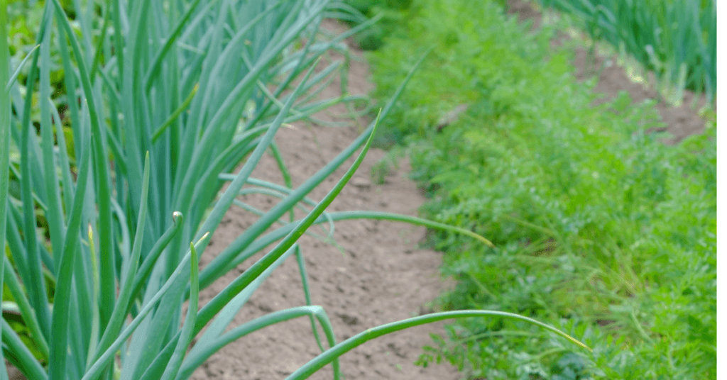 carrot and onion companion planting layout