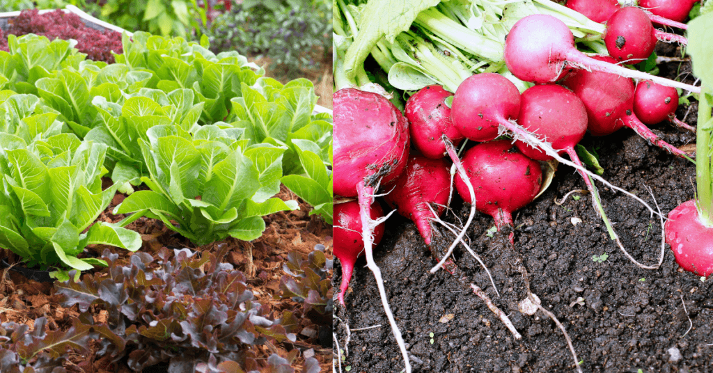 lettuce and radish companion planting layout