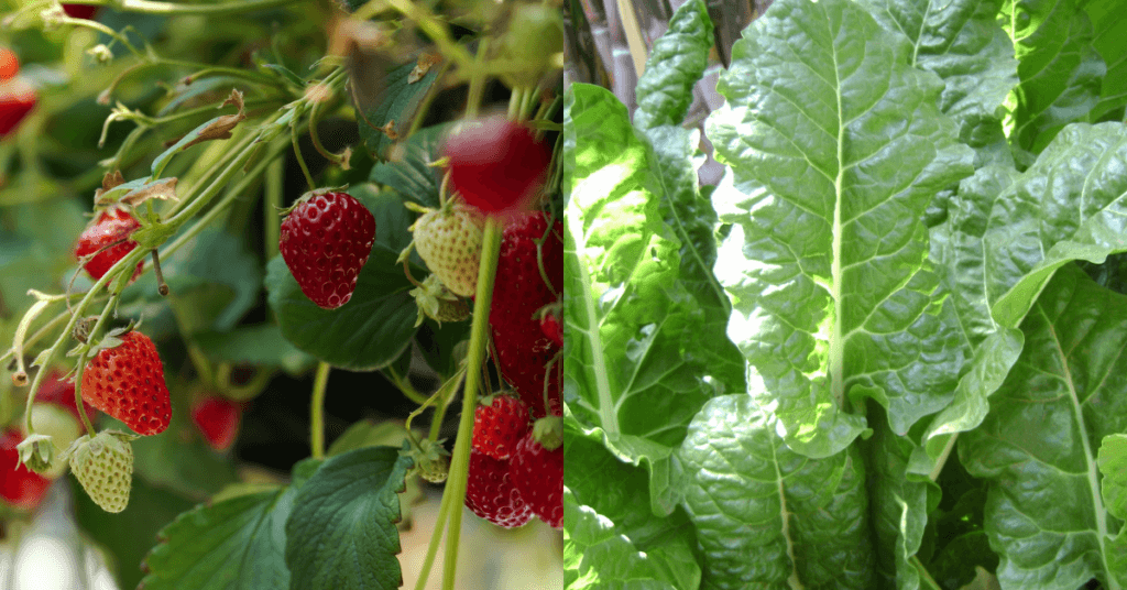 strawberry and spinach companion planting layout