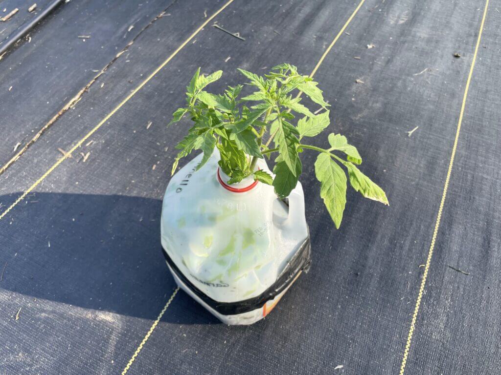 winter sow tomato seedling