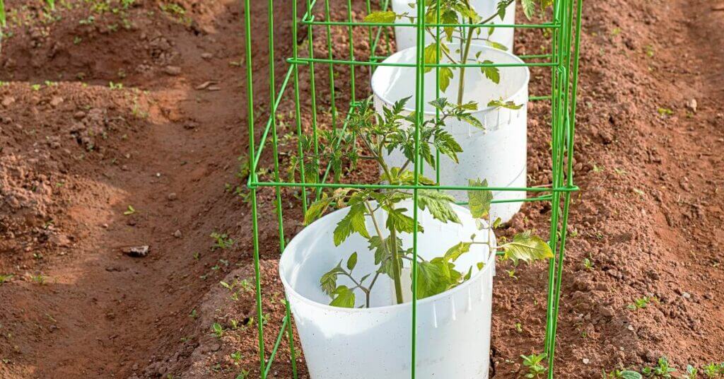 growing-food-in-buckets-garden