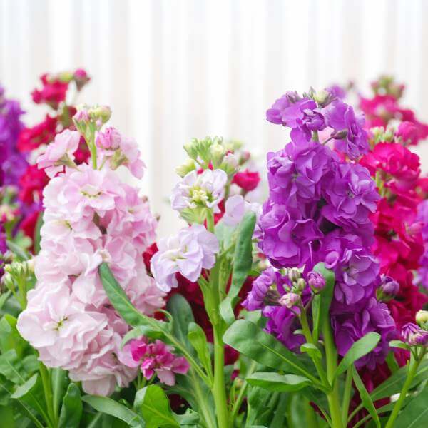 beautiful-cut-flowers