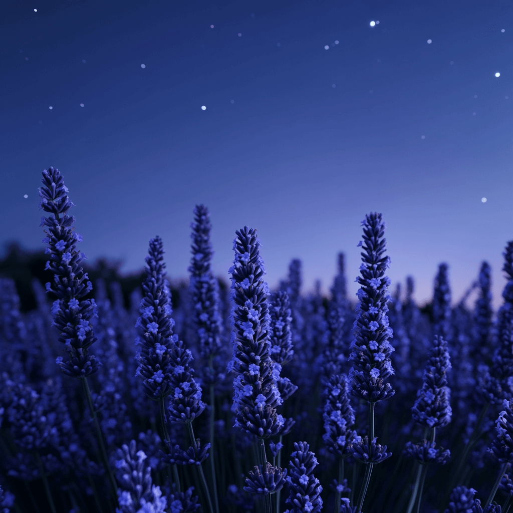 lavendar moon garden
