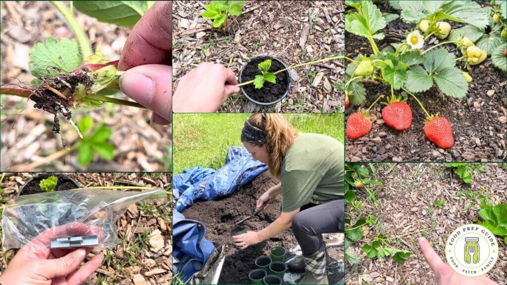 propagating-strawberries